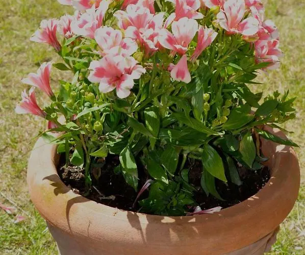 Pixel فندق مبيت وإفطار رافيننا